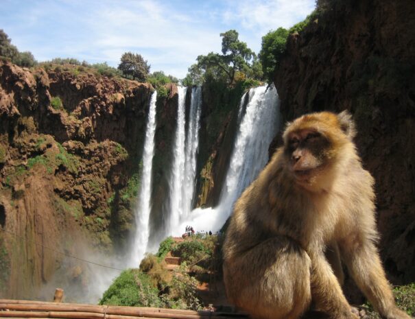 Viagem de um dia às cataratas de Ouzoud a partir de Marraquexe 3